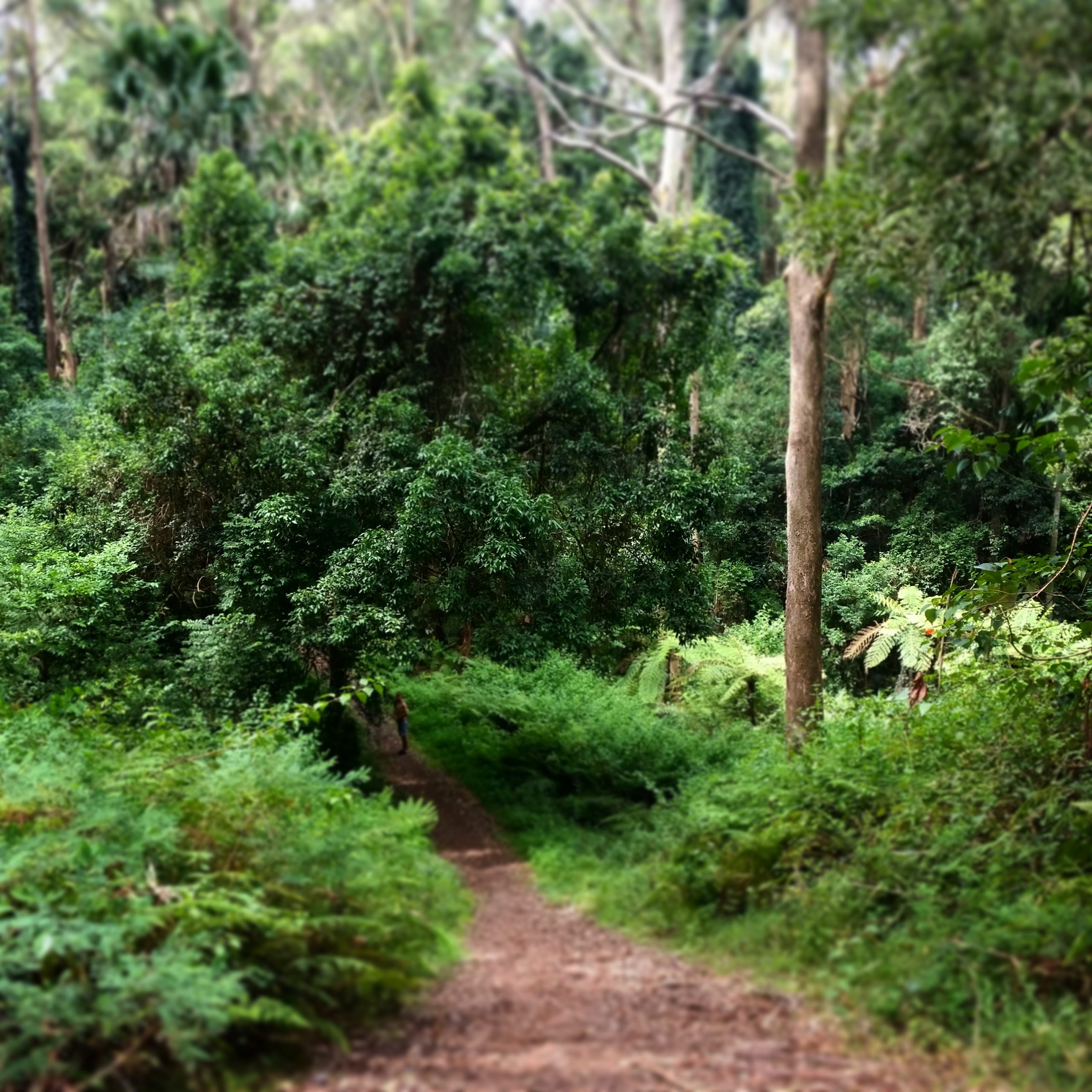 7 tips for safe bushwalking - Bushwalk the 'Gong