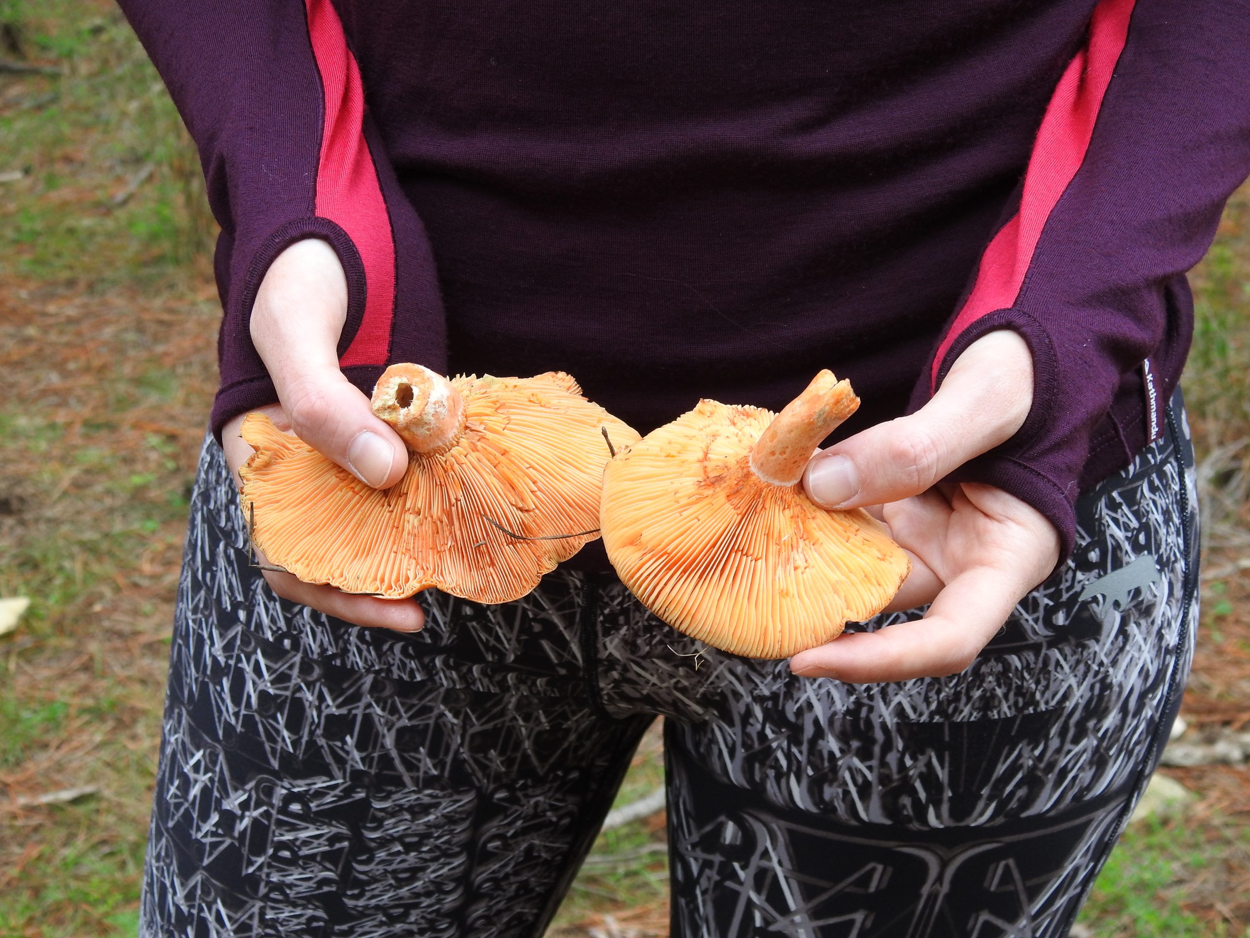 The secret life of mushroom foraging Bushwalk the 'Gong