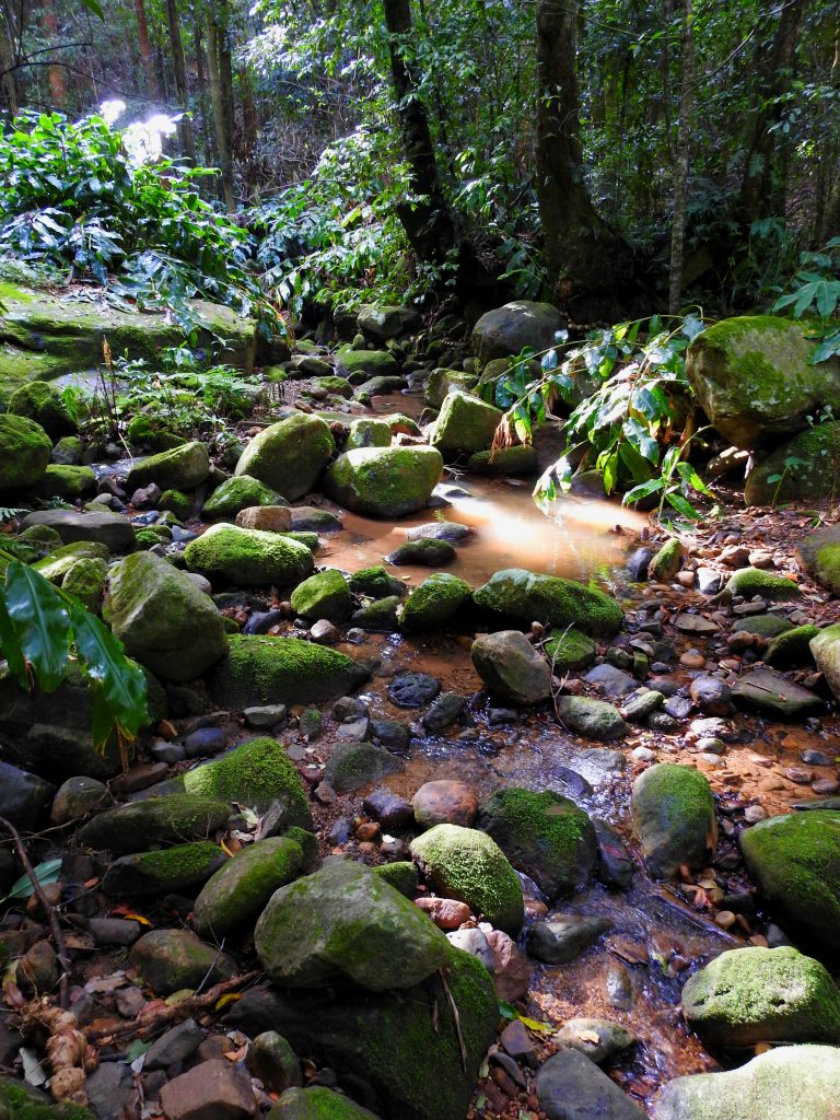 Mt Keira nature Wollongong, New South Wales