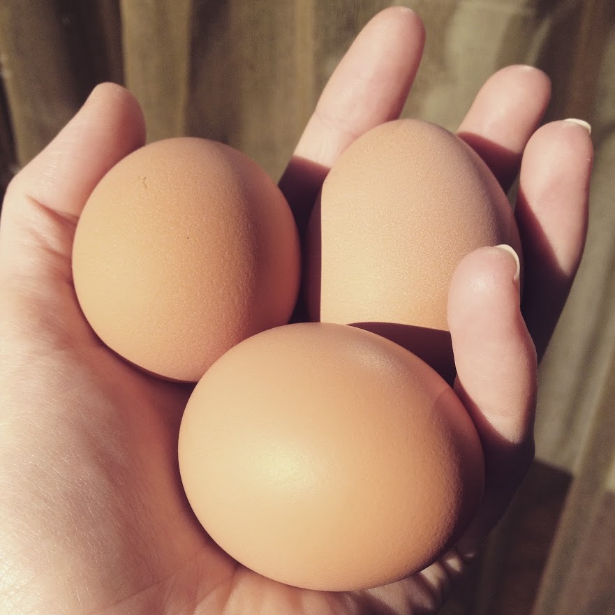 Holding eggs fresh from the backyard hens, full of protein and energy for hiking.
