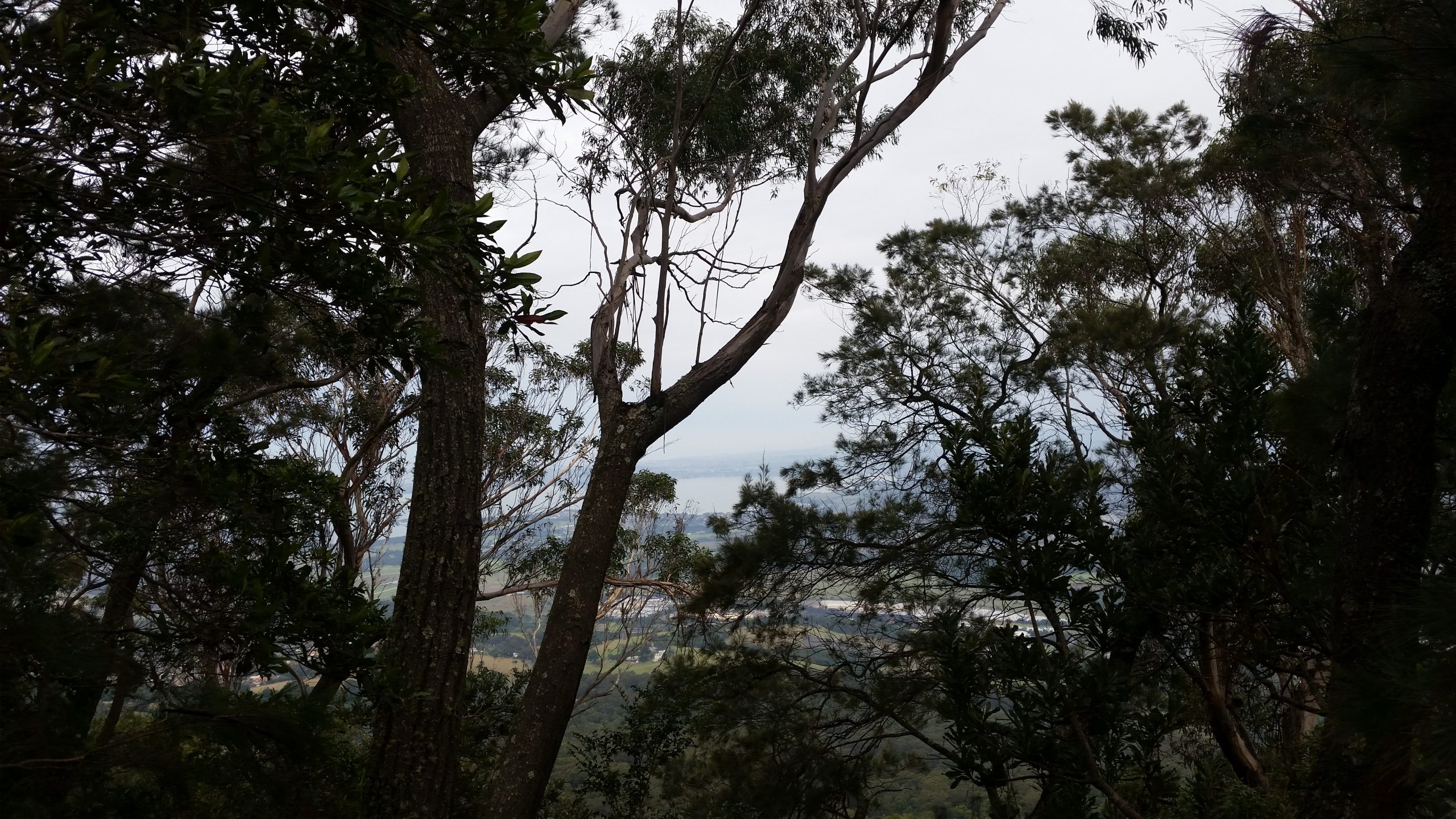 Enjoy the walk to the summit and take in glimpses of views to Lake Illawarra and the coastline.