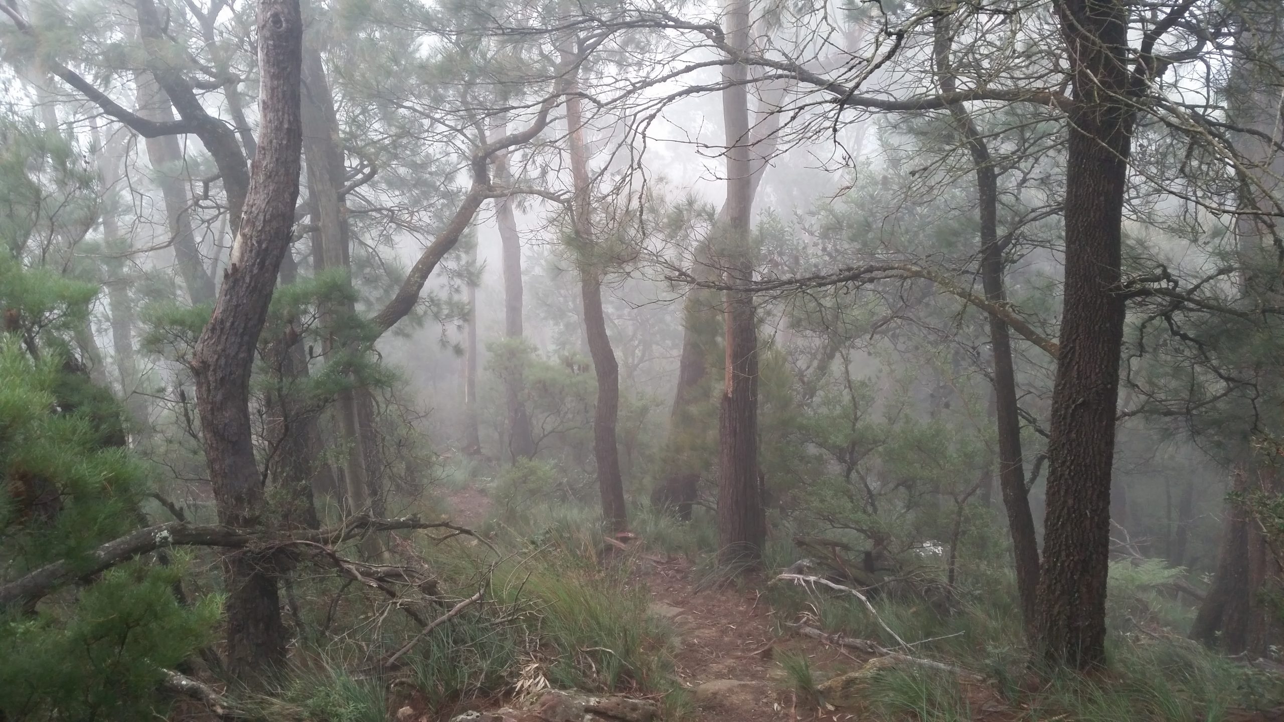 Something everyone should try; walking through the clouds on a beautiful Mt Kembla trail.