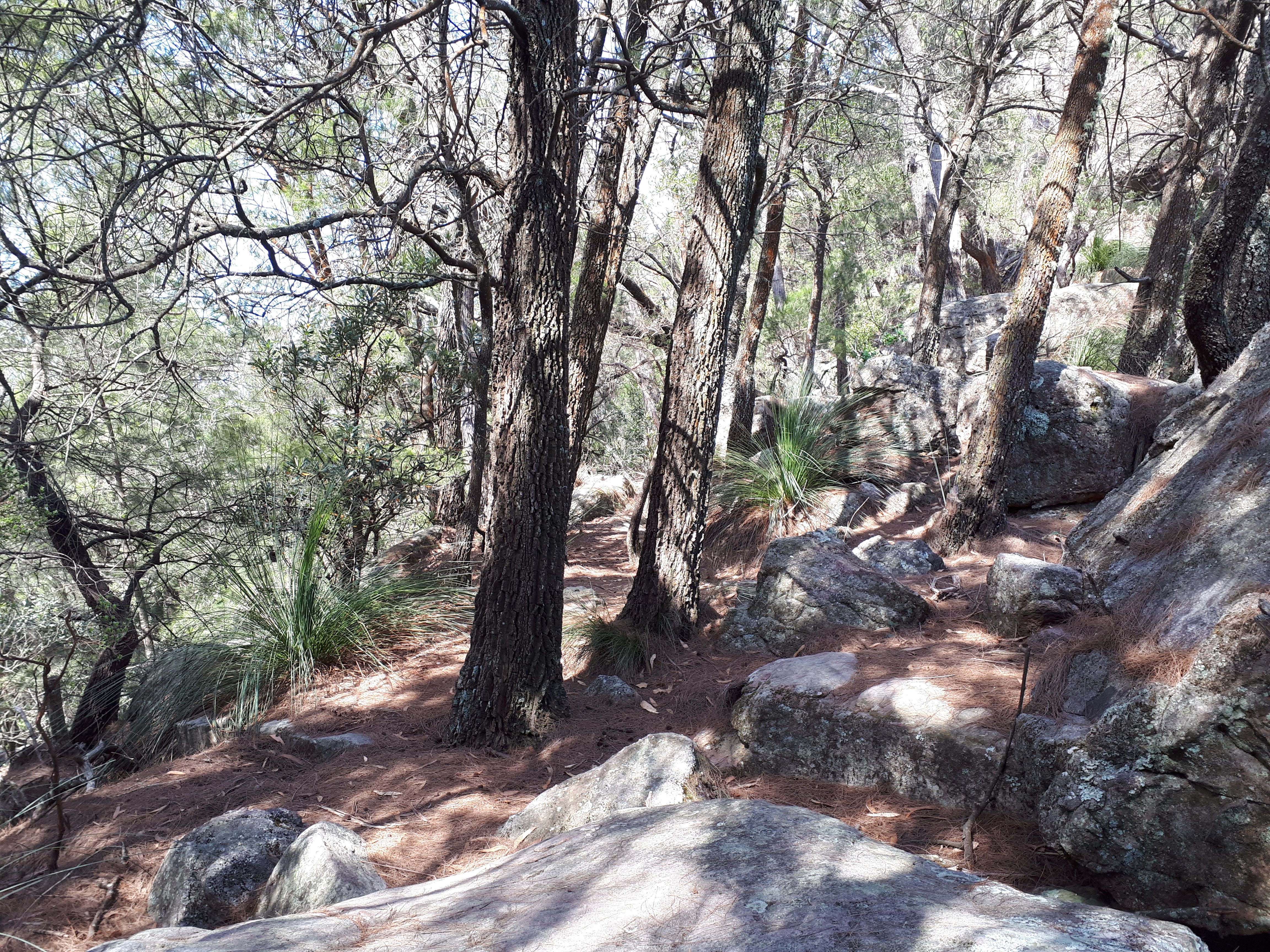 Mt Kembla Summit trail, Wollongong NSW Australia bushwalking