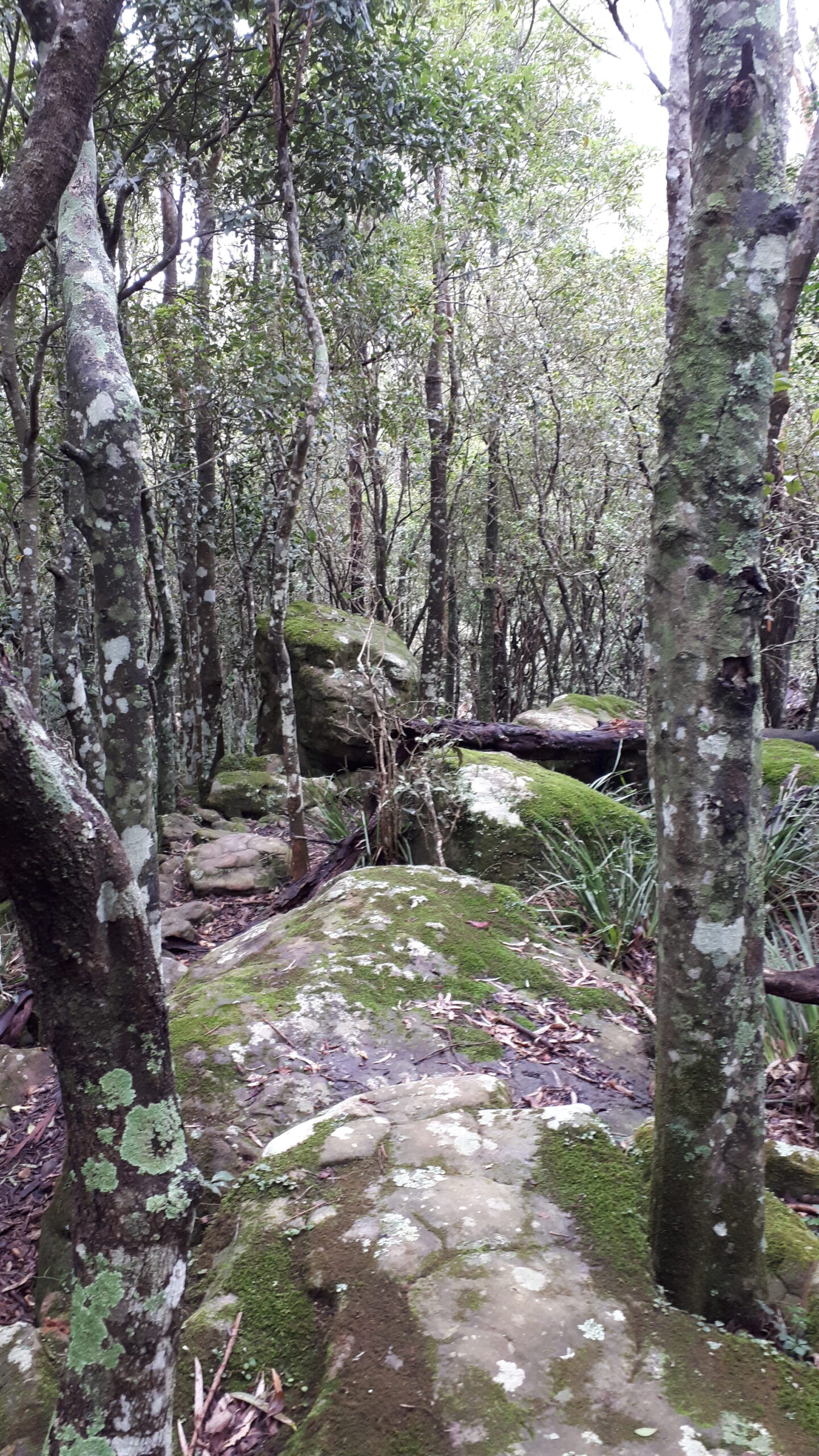 Mt Kembla Summit trail, Wollongong NSW Australia bushwalking
