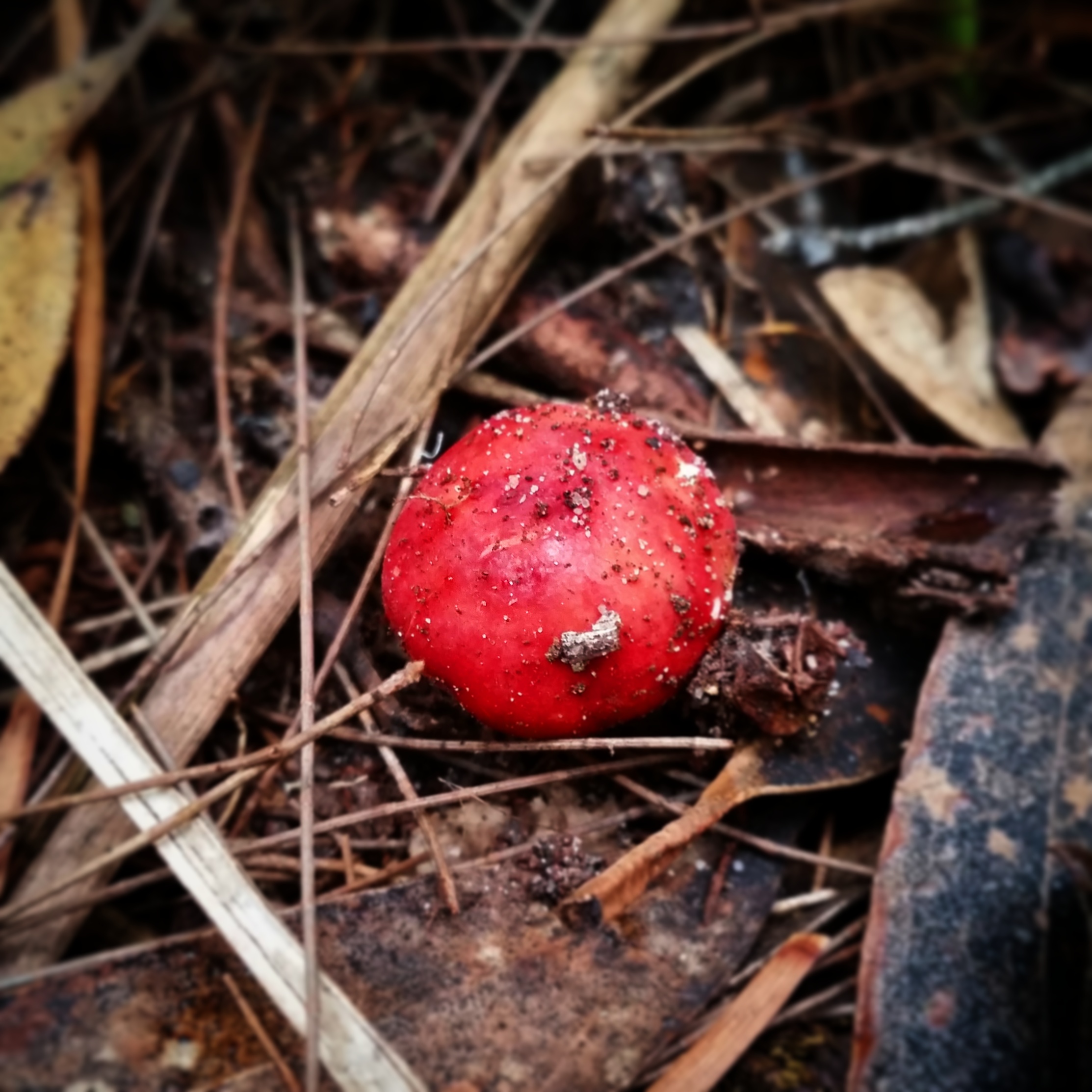 Cute button red mushroom