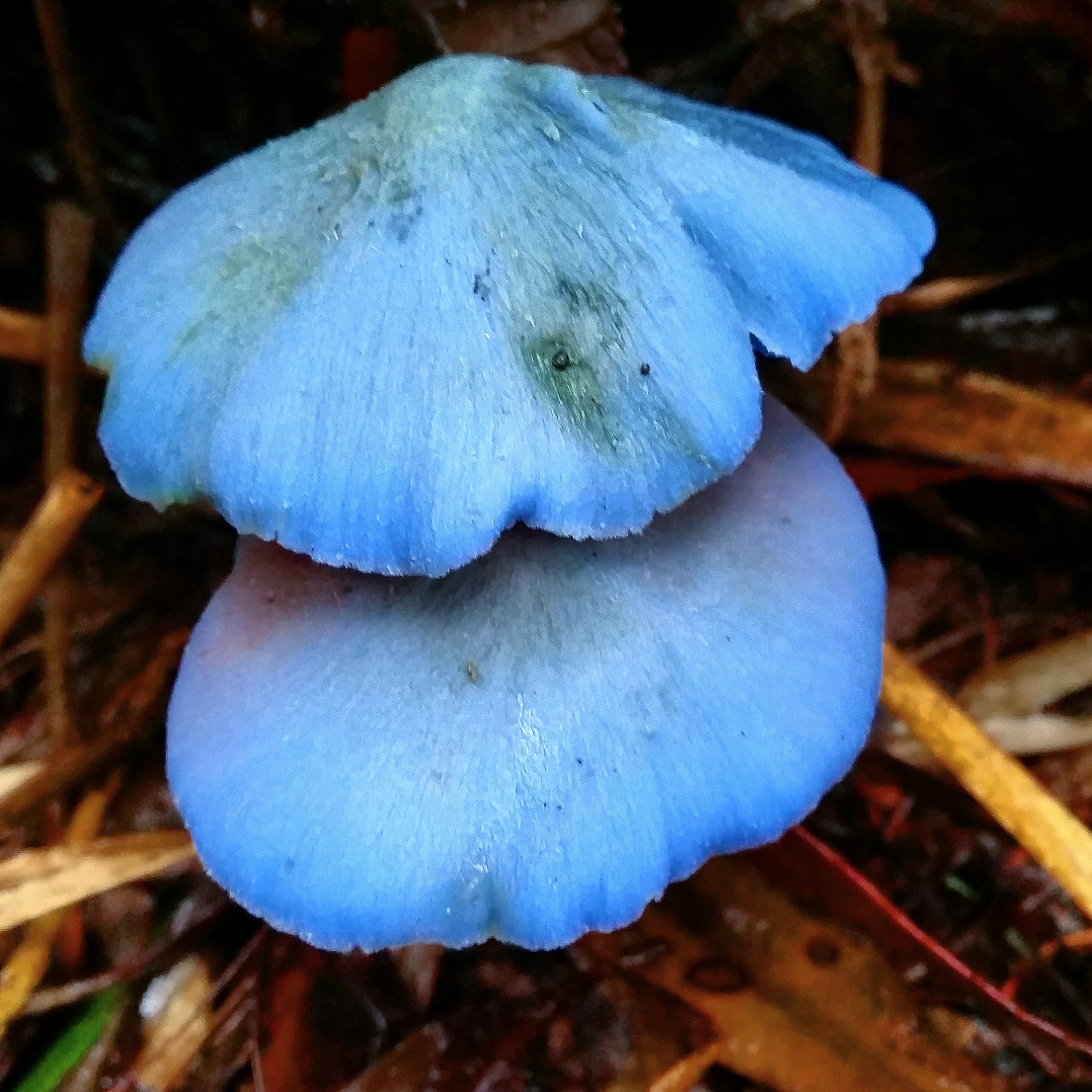 Maybe the smurfs live at Mt Kembla?!