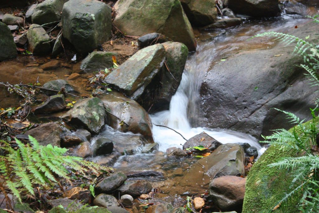 A quiet meditation in a rainforest stream at the Cascades Trail, Macquarie Pass National Park