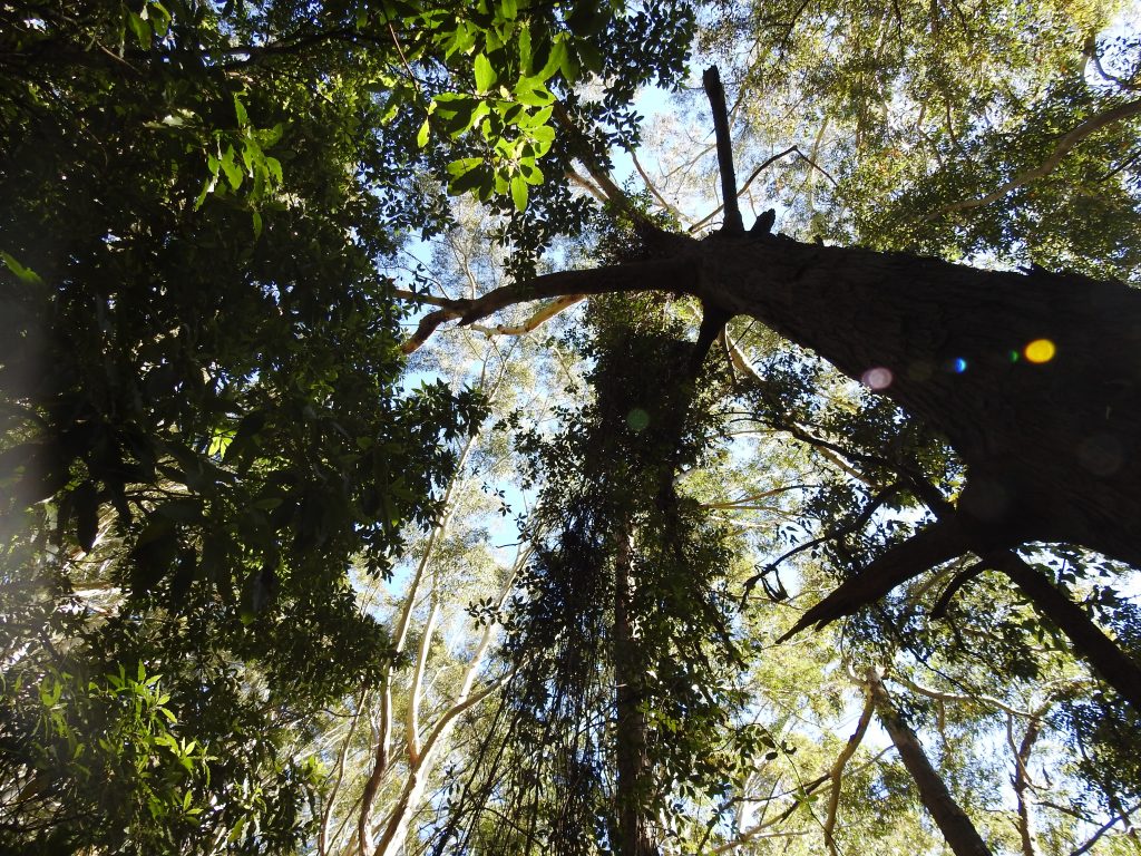Tree views, Wodi Wodi trail. Illawarra, New South Wales