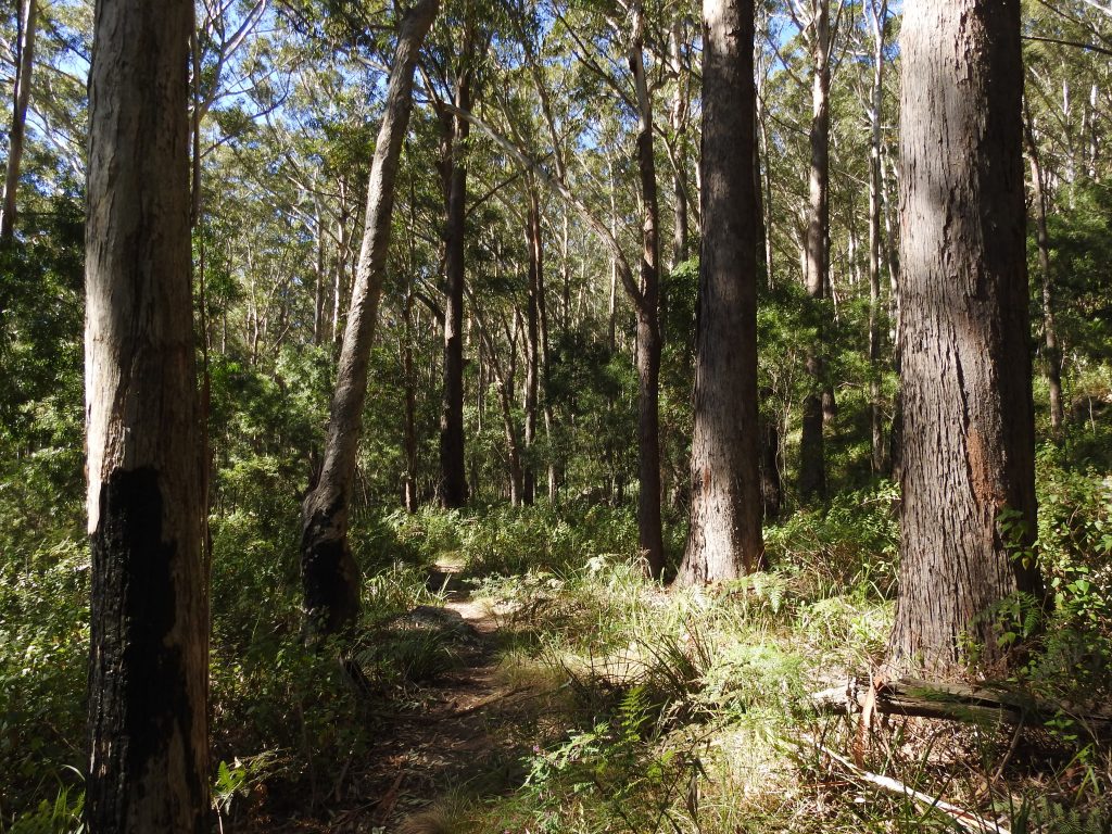 Open Forest, Wodi Wodi trail, Stanwell Park, New South Wales