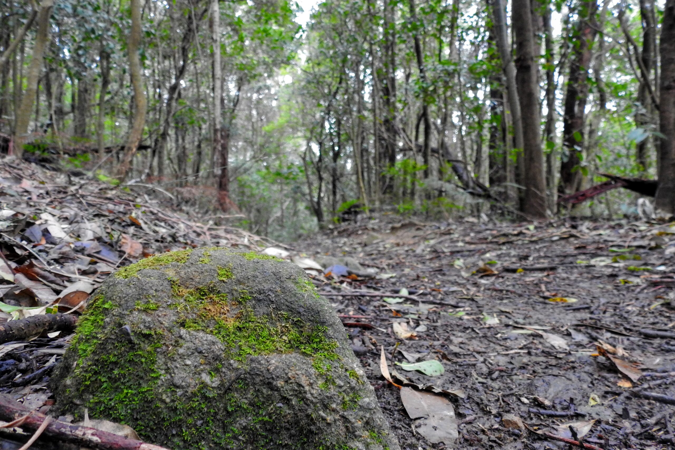 Ken Ausburn Trail, Wollongong NSW Australia bushwalk