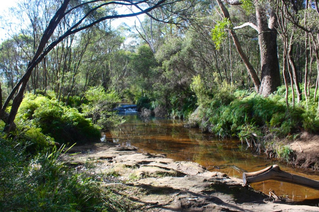 Nellie's Glen, Budderoo National Park, NSW Australia bushwalk