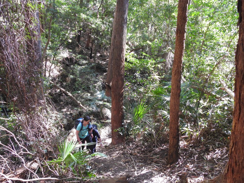 Wodi Wodi trail, Stanwell Tops, NSW Australia Bushwalk the Gong