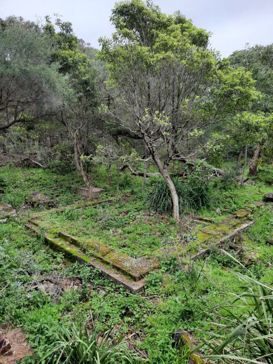 Remnants around Seafield Homestead, Puckey's Estate Nature Reserve 