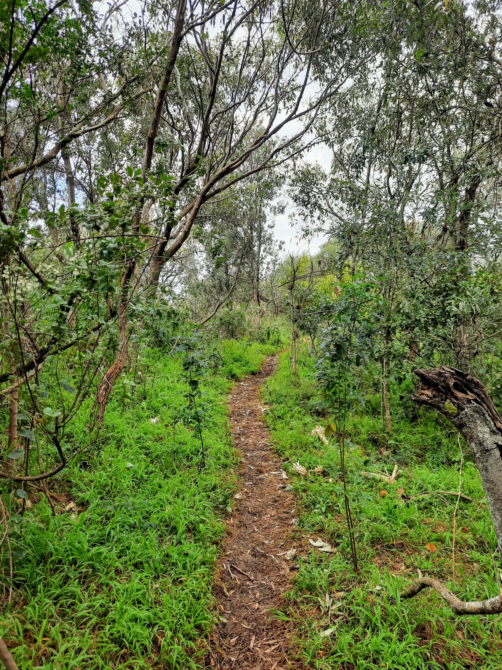 Winding trails in Puckey's Estate Nature Reserve 
