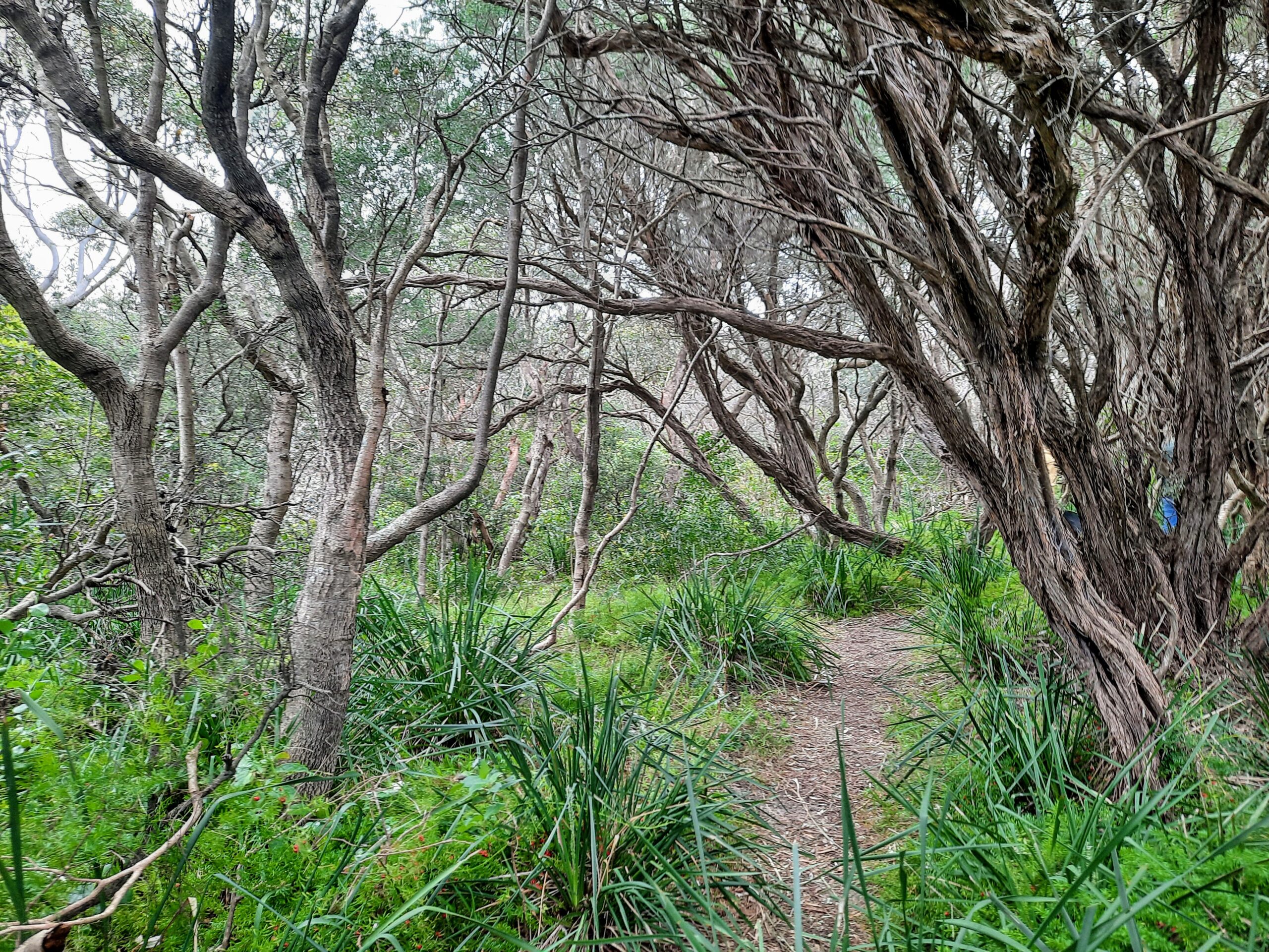 Small trails in Puckey's Estate Nature Reserve 