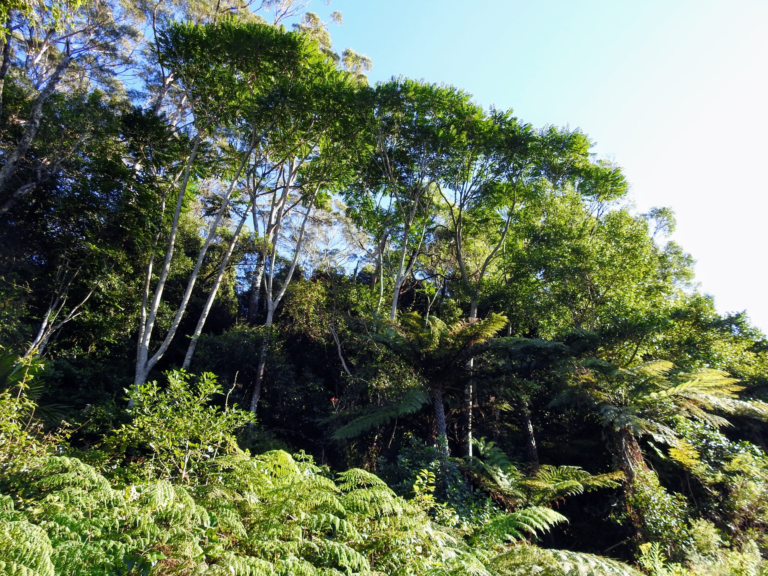Mt Kembla Ridge Trail, Wollongong NSW Australia bushwalk