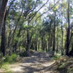 Mt Kembla Ridge Trail, Wollongong NSW Australia bushwalk