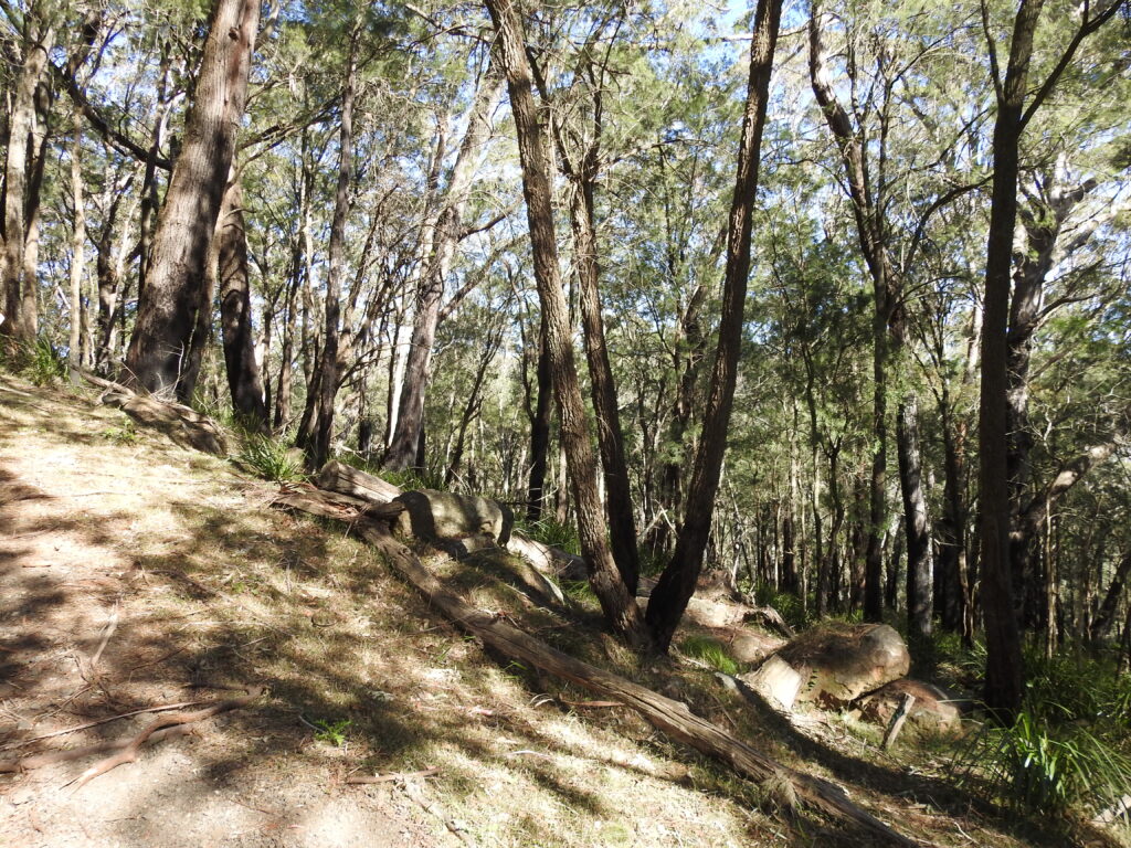 On top of the escarpment on the Mt Kembla Ridge Trail, Wollongong