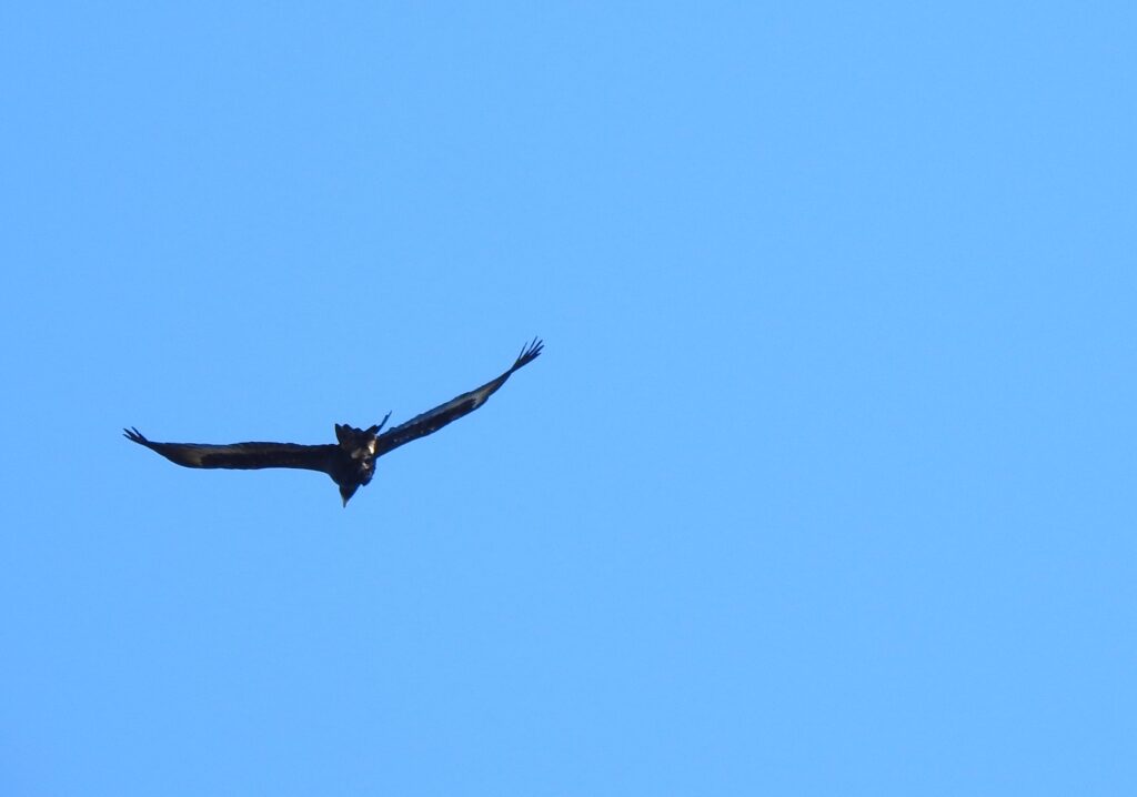 Eagles in flight, Mt Kembla Ridge Trail