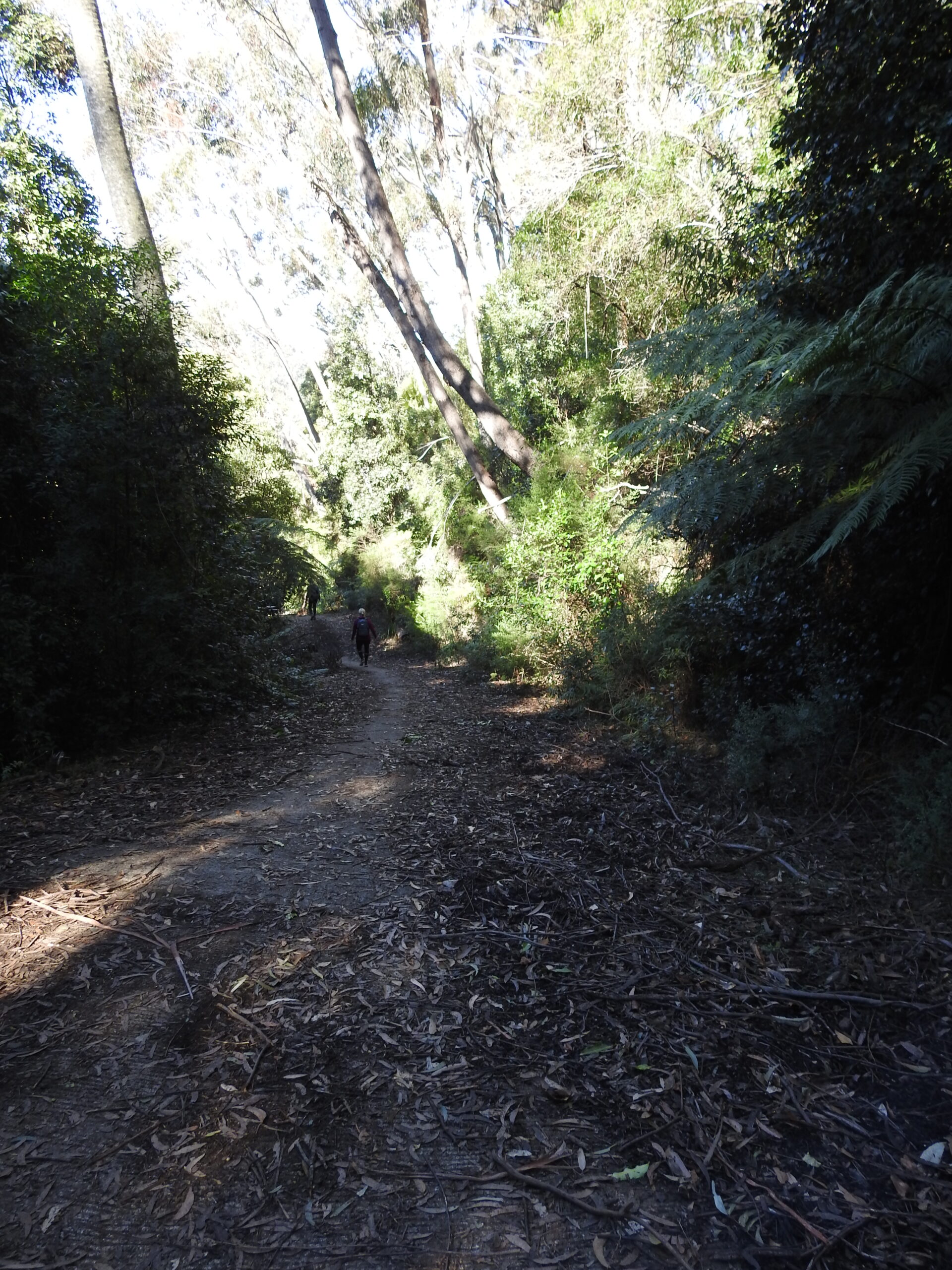 Mt Kembla Ridge Trail bushwalk Wollongong NSW Australia