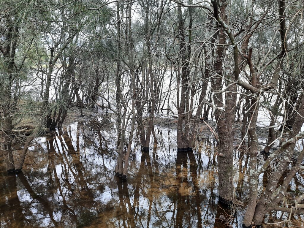 Swamp Oaks or Casuarina's, Puckey's Nature Reserve